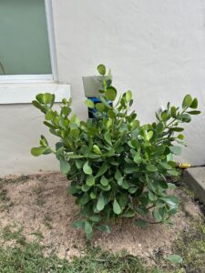 WHOLE HOUSE (HIDDEN)